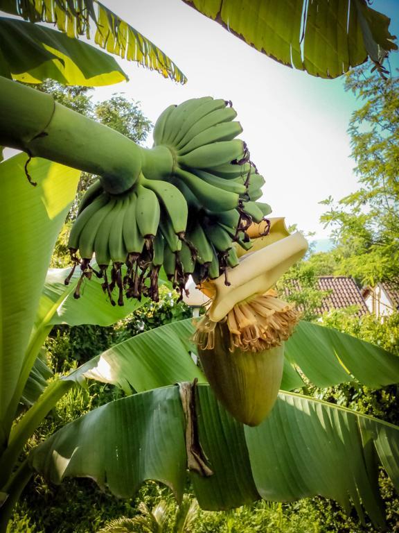 Il Giardino delle Farfalle Valgioie Esterno foto