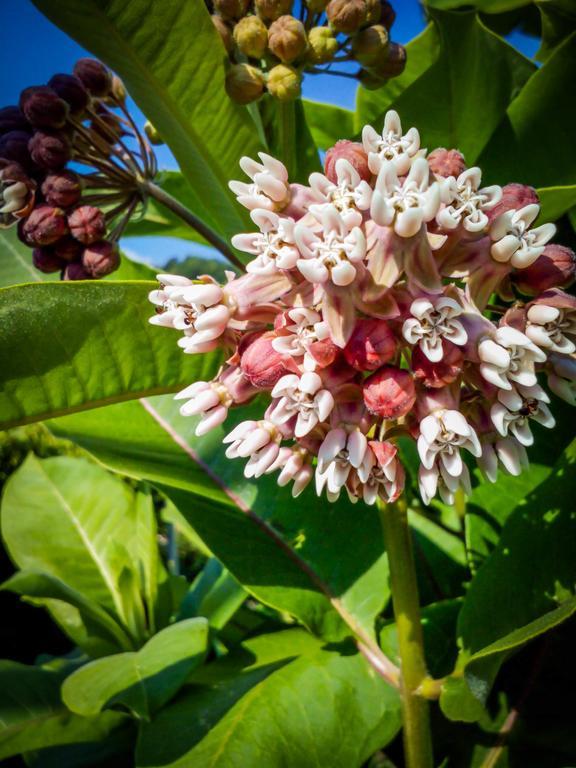 Il Giardino delle Farfalle Valgioie Esterno foto