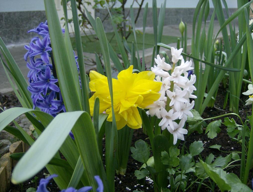 Il Giardino delle Farfalle Valgioie Esterno foto