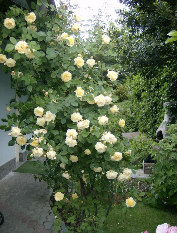 Il Giardino delle Farfalle Valgioie Esterno foto